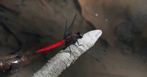 A red dragonfly sits on a stick Stock Footage 116772785