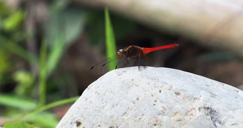 Red dragonfly sits on a white stone Stock Footage 116814357