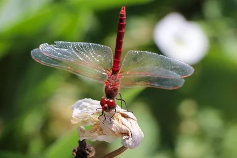 Red Dragonfly Sitting on dead tree Branch Selective Focus Macro Insect Photo Stock Photos
