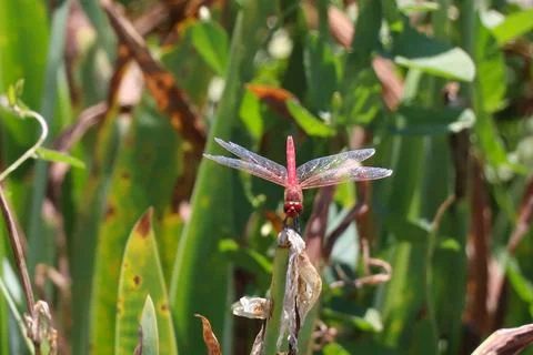 Red Dragonfly Sitting on dead tree Branch Selective Focus Macro Insect Photo Foto stock