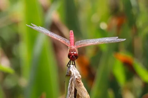 Red Dragonfly Sitting on dead tree Branch Selective Focus Macro Insect Photo Foto stock