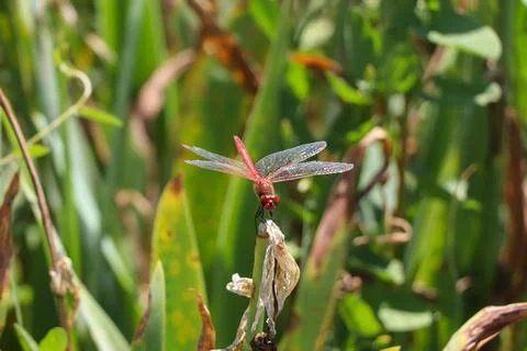 Red Dragonfly Sitting on dead tree Branch Selective Focus Macro Insect Photo Foto stock