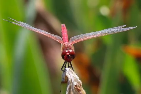 Red Dragonfly Sitting on dead tree Branch Selective Focus Macro Insect Photo Stock Photos
