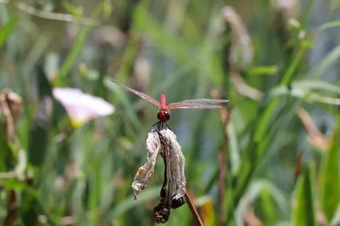 Red Dragonfly Sitting on dead tree Branch Selective Focus Macro Insect Photo Foto stock