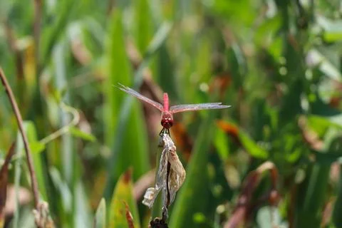 Red Dragonfly Sitting on dead tree Branch Selective Focus Macro Insect Photo Foto stock