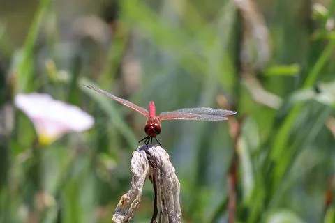 Red Dragonfly Sitting on dead tree Branch Selective Focus Macro Insect Photo Foto stock
