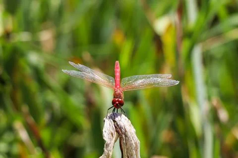 Red Dragonfly Sitting on dead tree Branch Selective Focus Macro Insect Photo Foto stock