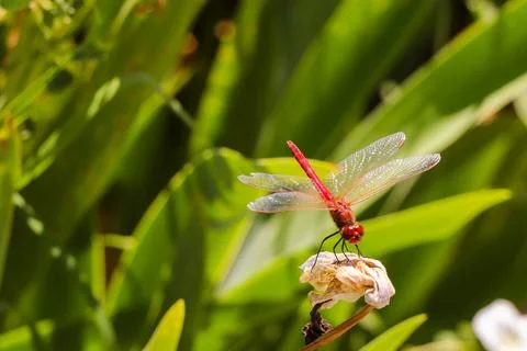 Red Dragonfly Sitting on dead tree Branch Selective Focus Macro Insect Photo Foto stock