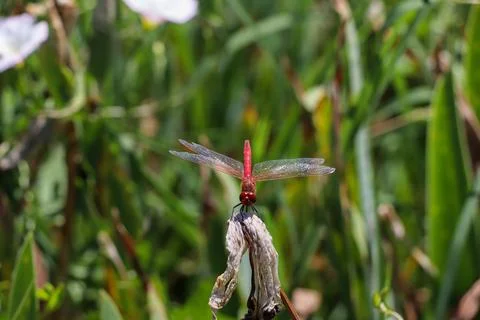 Red Dragonfly Sitting on dead tree Branch Selective Focus Macro Insect Photo Stock Photos