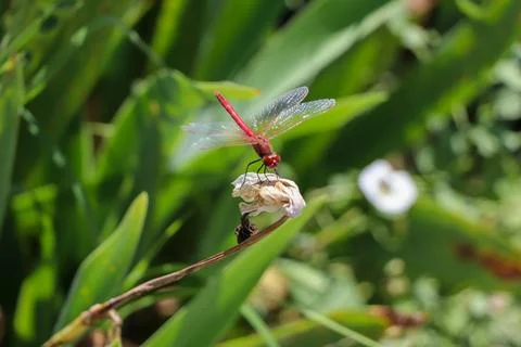 Red Dragonfly Sitting on dead tree Branch Selective Focus Macro Insect Photo Foto stock
