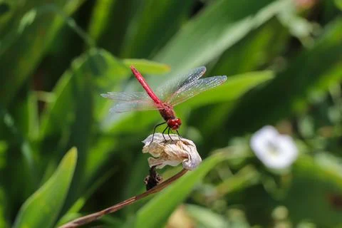 Red Dragonfly Sitting on dead tree Branch Selective Focus Macro Insect Photo Foto stock