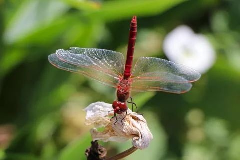 Red Dragonfly Sitting on dead tree Branch Selective Focus Macro Insect Photo Stock Photos