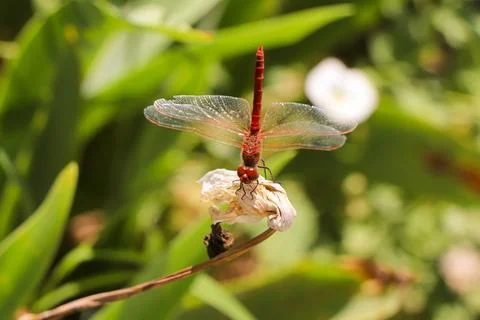 Red Dragonfly Sitting on dead tree Branch Selective Focus Macro Insect Photo Stock Photos