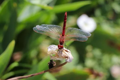 Red Dragonfly Sitting on dead tree Branch Selective Focus Macro Insect Photo Foto stock