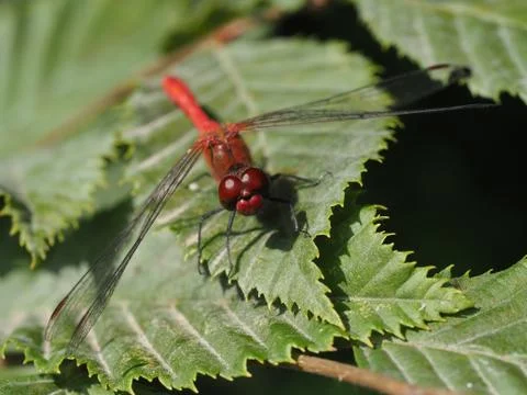 A red dragonfly, sitting on a leaf. 스톡 사진