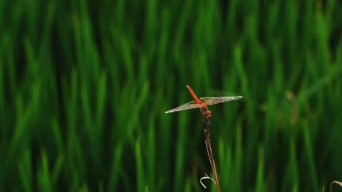 Red dragonfly sitting on the rice  branch.  Insect. Close-up Stock Footage 114389750