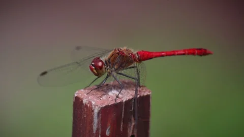 Red dragonfly sitting on a stick in closeup Stock Footage 113995347