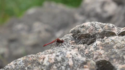 Red dragonfly sitting on stone close up Stock Footage 317216381
