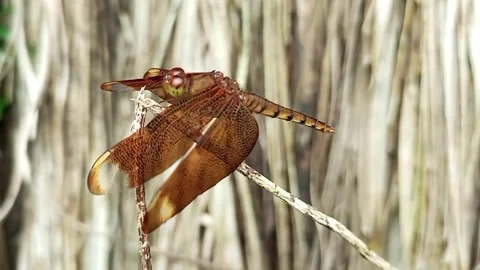 Red dragonfly sitting on a thin branch on a natural brown background Stock Footage 318693403