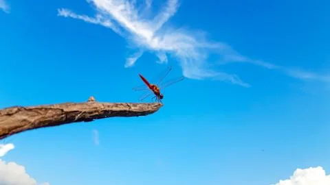Red Dragonfly  with  Sky Background Stock Photos