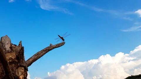 Red Dragonfly  with  Sky Background Stock Photos