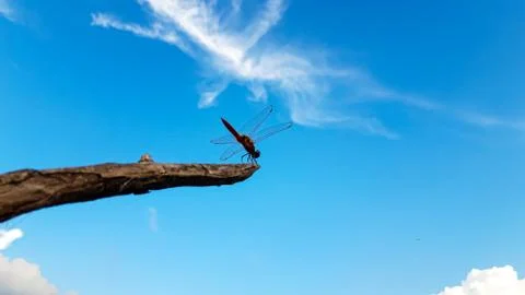 Red Dragonfly  with  Sky Background Stock Photos