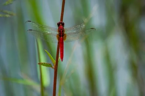 Red dragonfly on a small twig Stock Photos