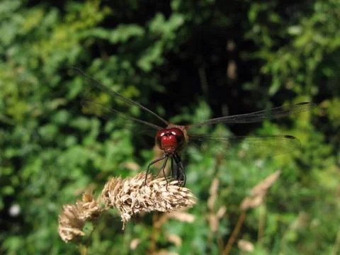 Red dragonfly on the stalk Stock Photos