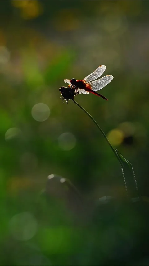 Red Dragonfly on Stem with Dew Drops and Golden Backlit Sunlight Vídeos de archivo 329756851