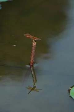 Red Dragonfly on Stick with Reflection Stock Photos