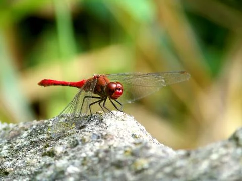 Red dragonfly on stone Stock Photos