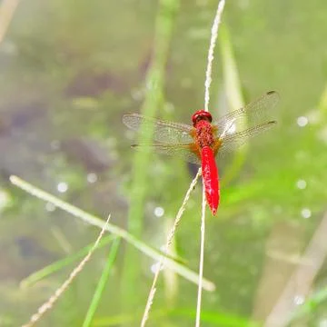 Red dragonfly on a straw Stock Photos