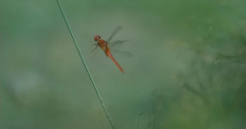 Red Dragonfly taking off Stock Footage 97435885