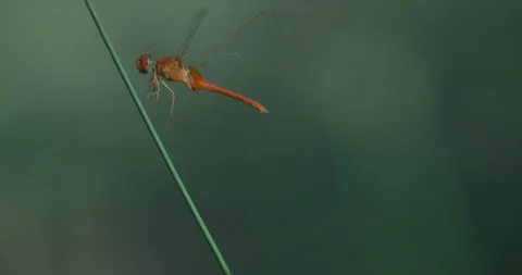 RED dragonfly taking off in slow motion Stock Footage 97845555