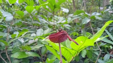 Red dragonfly on a tree branch Stock Footage 209138115