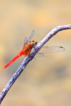 Red dragonfly on tree branch Stock Photos