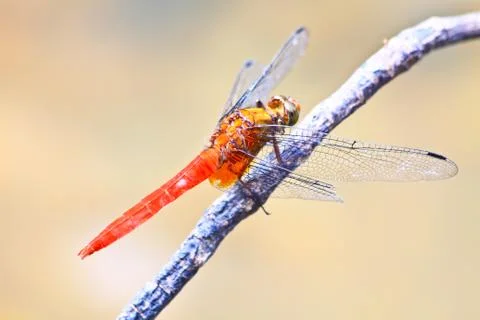 Red dragonfly on tree branch Stock Photos