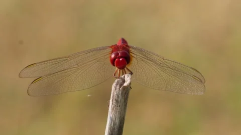 Red Dragonfly on Twig Stock Footage 311726186