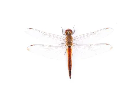 Red dragonfly on a white background Stock Photos
