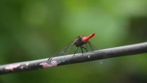 A red dragonfly on a wire Stock Footage 273493844