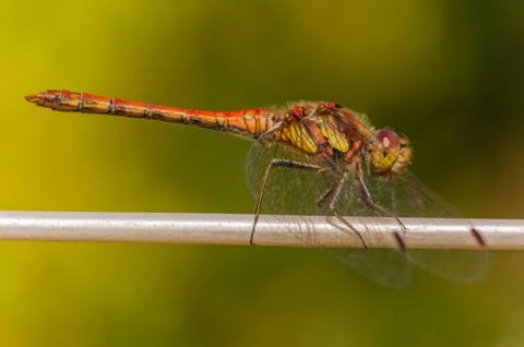 Red Dragonfly,Common Darter Stock Photos