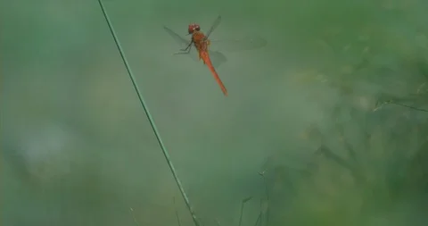 RED Dragonflytaking off backwards in slow motion Stock Footage 97844888