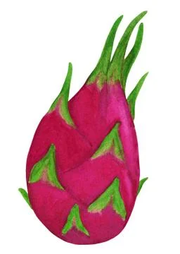 Red dragonfruit isolated on white background Stock Illustration