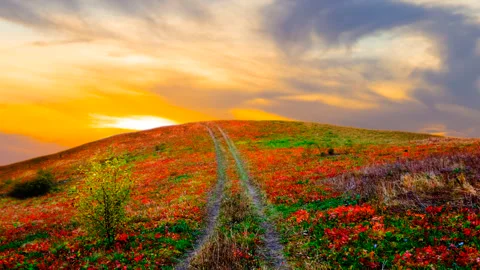 Red dramatic sunset over the hill with grass and ground road Stock-Footage 262443406