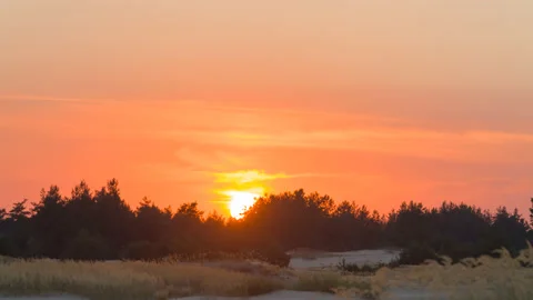 Red dramatic sunset over a sandy forest glade, outdoor evening time lapse scene Stock Footage 137739977