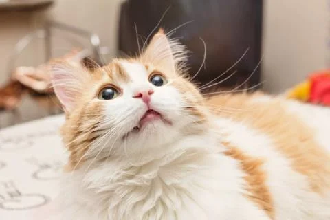 Red dreamy cat Stock Photos