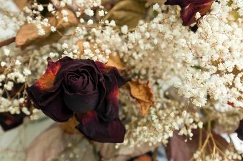 Red dried rose Stock Photos