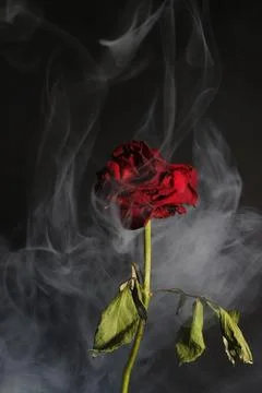 Red dried rose Stock Photos