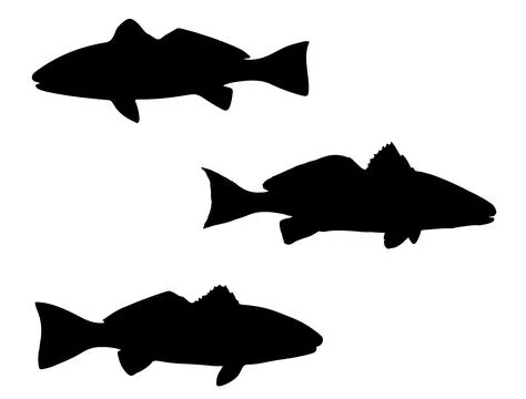 Red drum fish silhouette vector art white background Stock Illustration