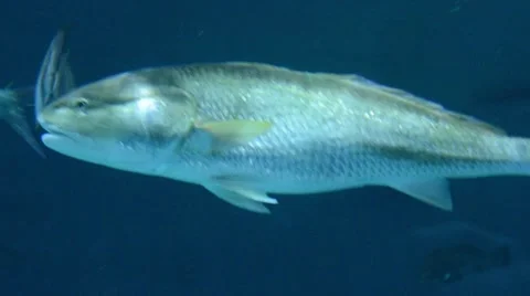 Red Drum or Redfish Sciaenops ocellatus 스톡 동영상 64827676